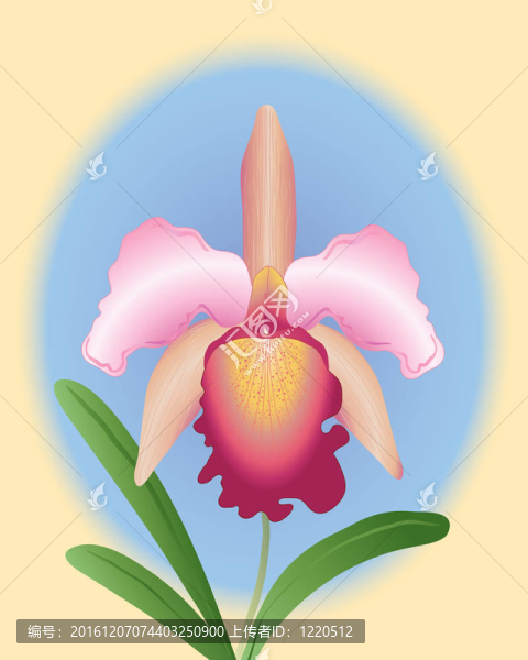 卡特蘭蘭花