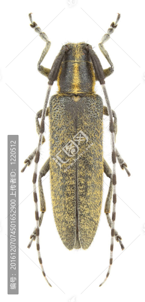agapanthia,villosoviridescens