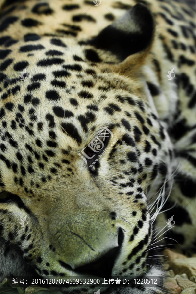 在Snow,Leopard,Irbis（Panthera,uncia）