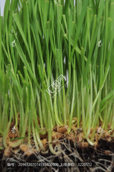 根草