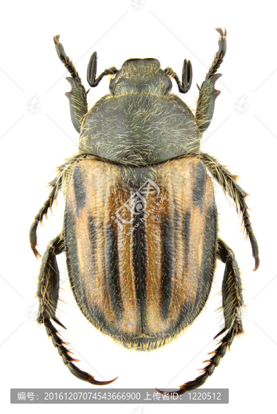 blitopertha,lineolata