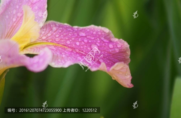 西伯利亞鳶尾
