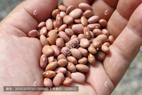 粉紅色的豆