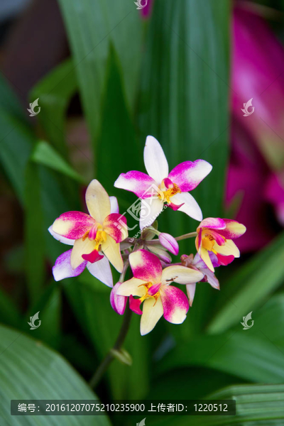 五彩的蘭花