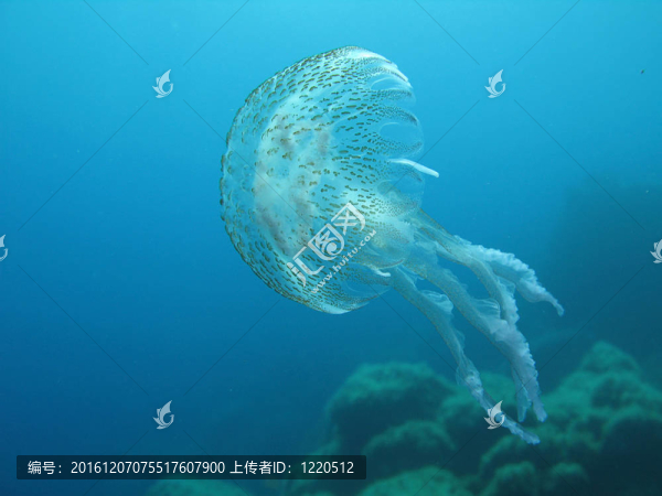 水母