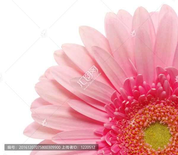 粉色非洲菊
