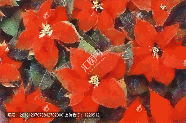 Poinsettia,Flowers（彩色）