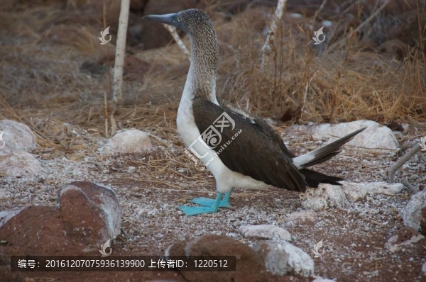 藍(lán)腳鰹鳥