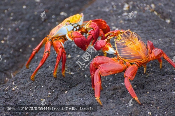 斗蟹