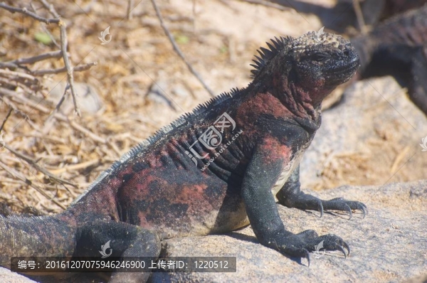 新寧