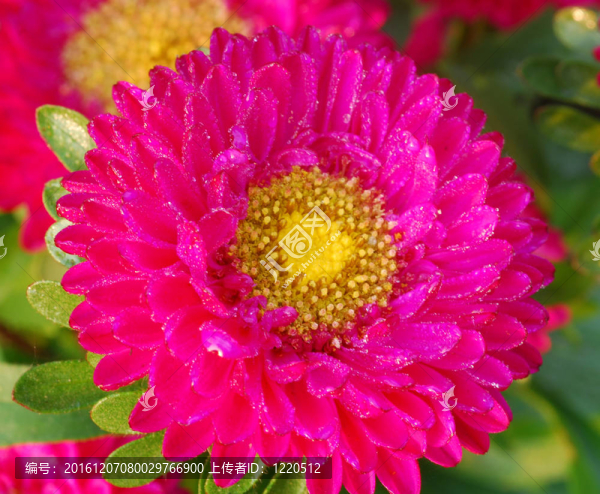 粉紅菊花Daisy,Flower