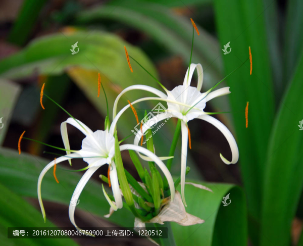 白spiderlily花文殊蘭