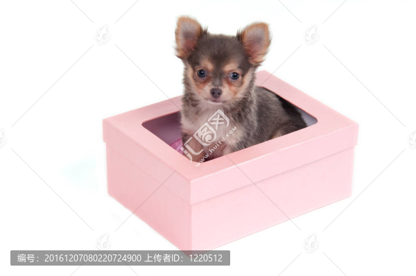奇瓦瓦小狗在盒子里