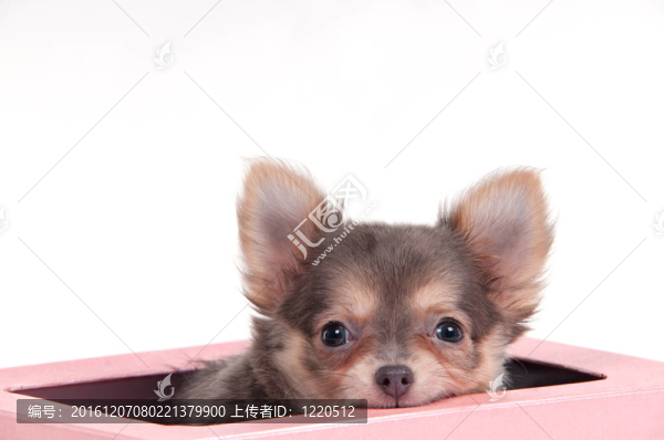 chuhuahua狗在一個(gè)盒子里