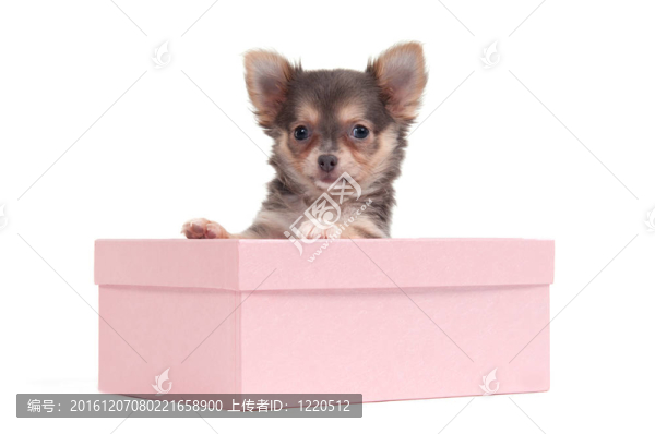 奇瓦瓦小狗在盒子里