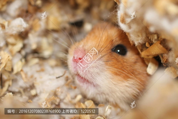 好奇的倉鼠
