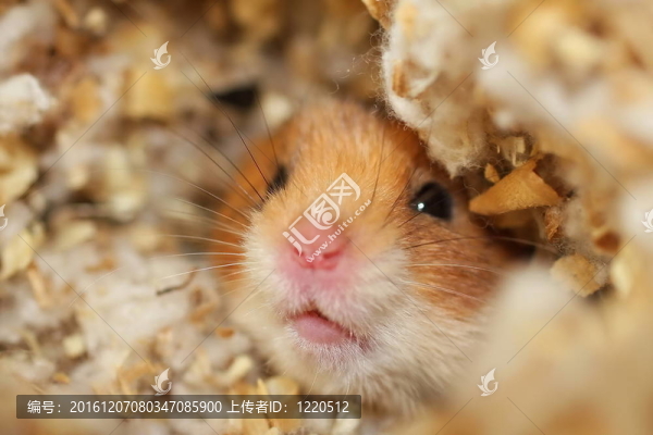 倉(cāng)鼠