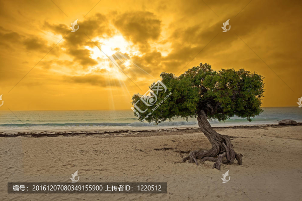 這棵樹(shù)