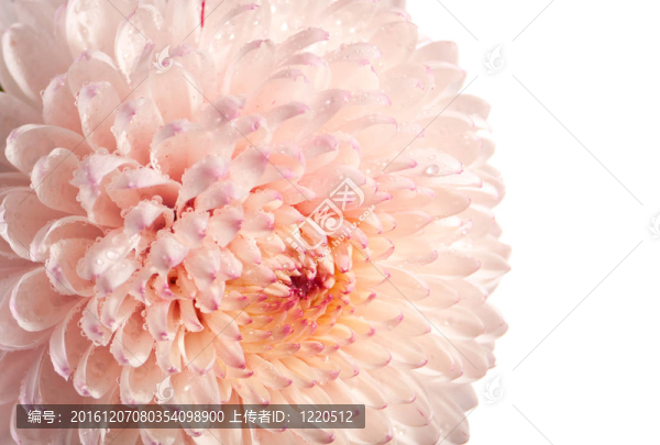 粉紅色和白色的菊花特寫照片
