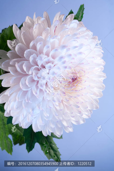 粉紅色和白色的菊花特寫照片