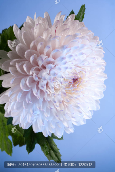 粉紅色和白色的菊花特寫照片