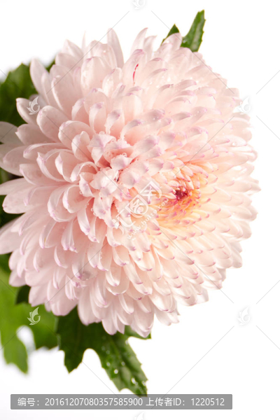粉紅色和白色的菊花特寫(xiě)照片