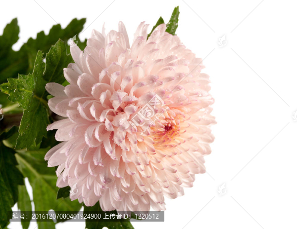 粉紅色和白色的菊花特寫(xiě)照片