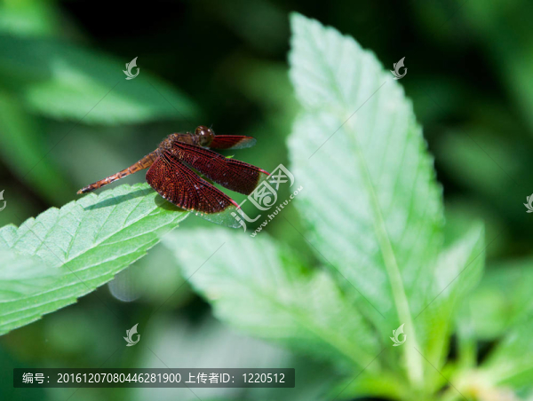 蜻蜓在葉