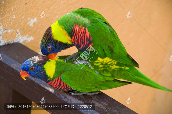 對(duì)彩虹吸蜜鸚鵡