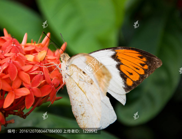 蝴蝶花