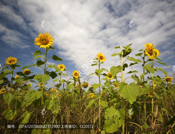 Sun,Flowers領(lǐng)域