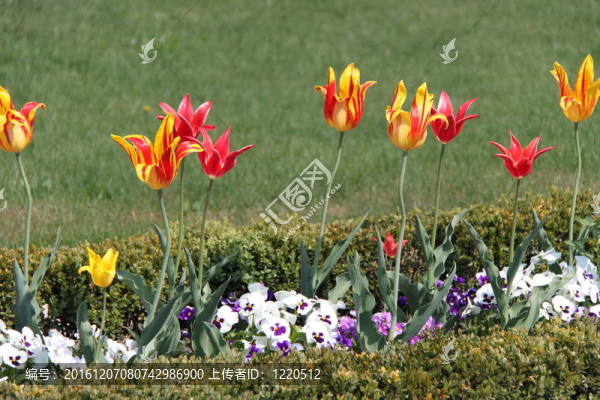 fruehlingsblumen
