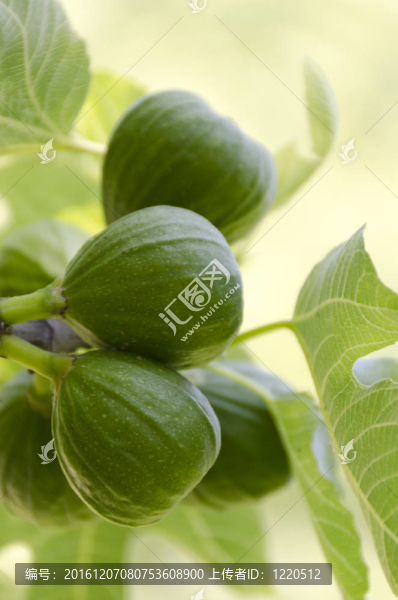 綠色的無花果