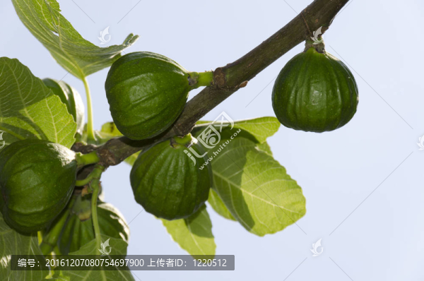 無(wú)花果樹(shù)的分支
