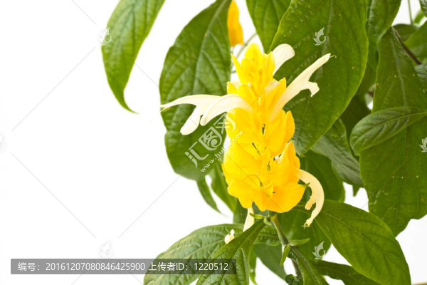 苞花