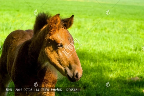 馬