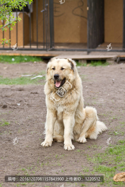 中亞牧羊犬