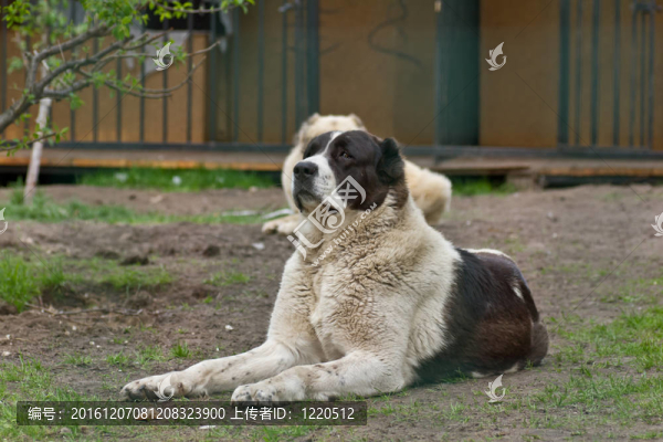 中亞牧羊犬
