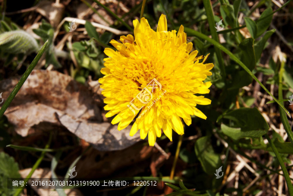 小的花