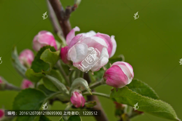 蘋(píng)果花