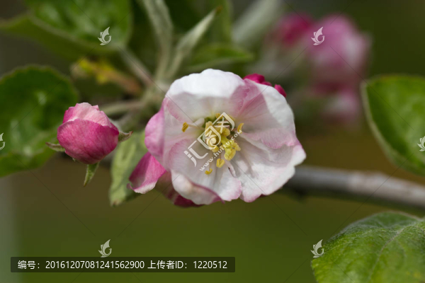 蘋果花