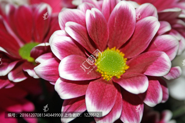 混合紅花