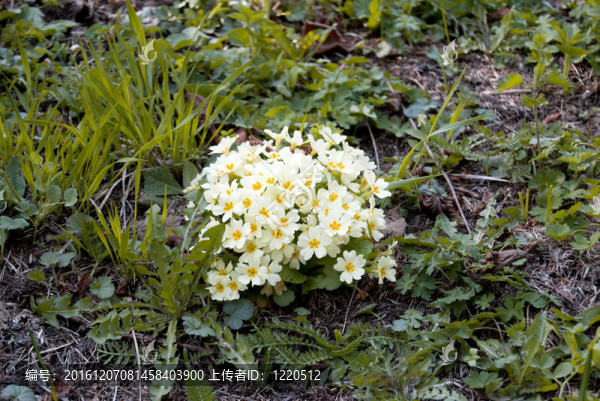 報(bào)春花