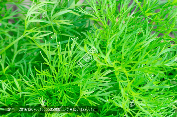 摘要綠色背景