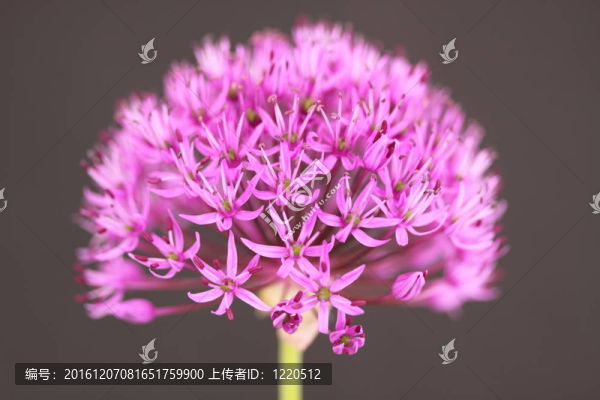 蔥