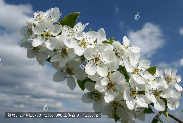 梨樹枝
