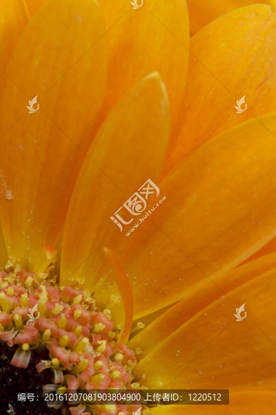 詳細(xì)的橙色非洲菊