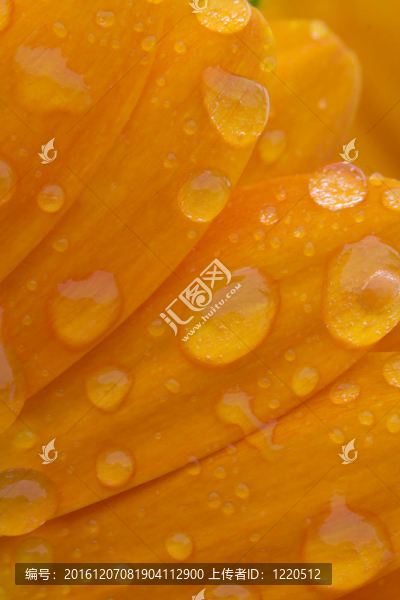 露水的花瓣