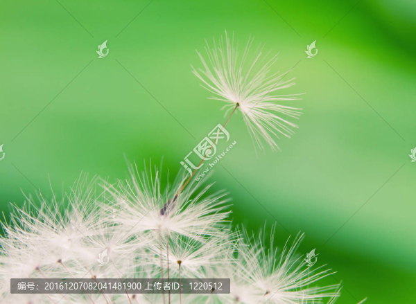 濕蒲公英種子的特寫