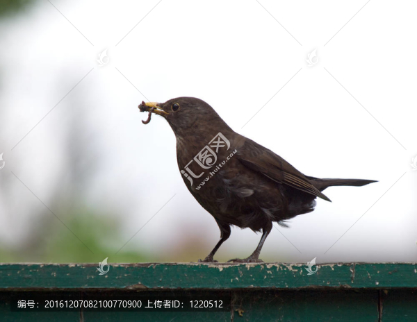 女性的黑鳥